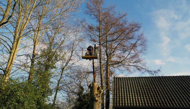 bomen rooien hoogwerker, gronigen