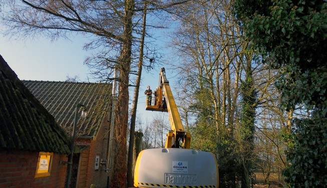 hoogwerker bomen snoeien