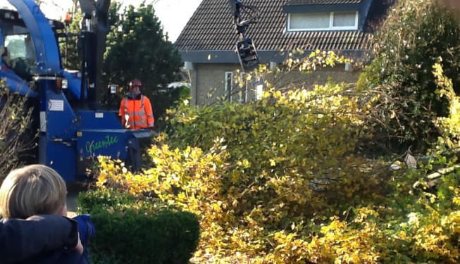 Rooien boom