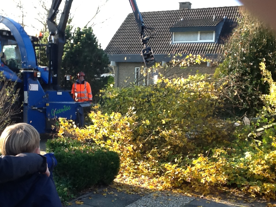 Rooien boom