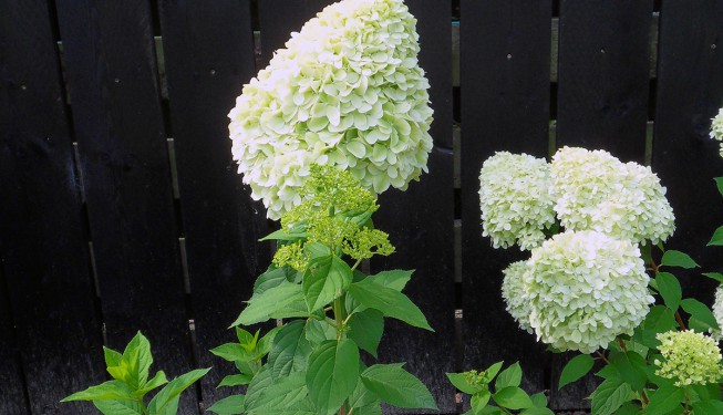 witte pluimhortensia