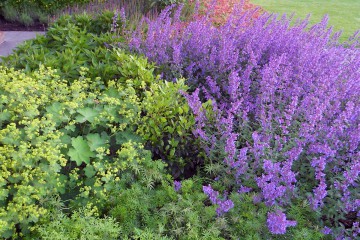 Bloeiende vaste plantenborder, friesland