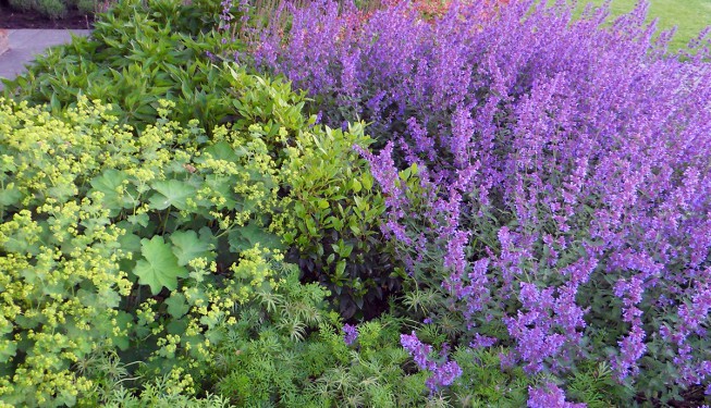 Bloeiende vaste plantenborder, friesland