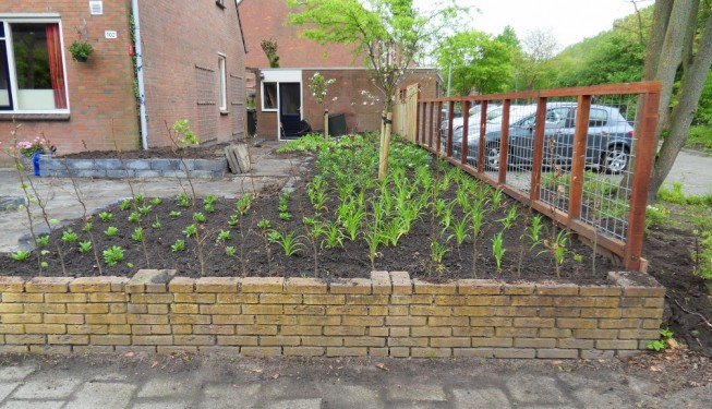 vaste planten, groningen