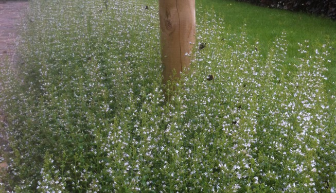 border bloeiende vaste planten Calamintha nepeta Nepeta