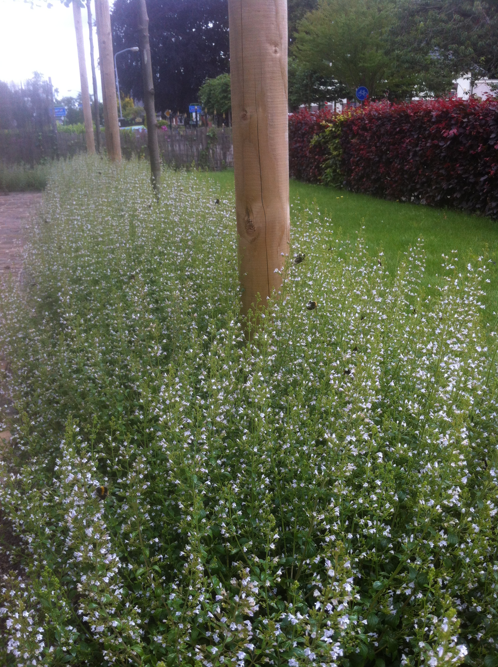 border bloeiende vaste planten Calamintha nepeta Nepeta