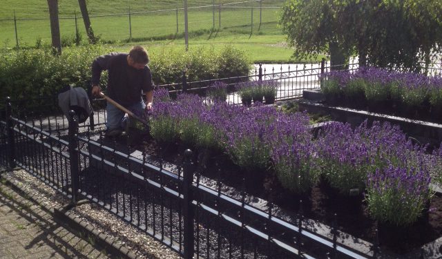 Voortuin beplant met lavendel, friesland