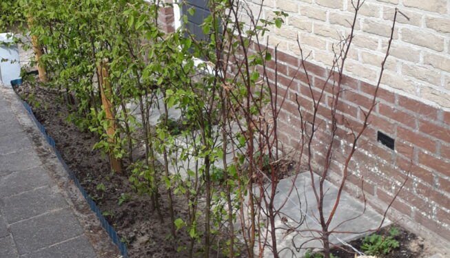 Tuinrenovatie Leeuwarden staptegels