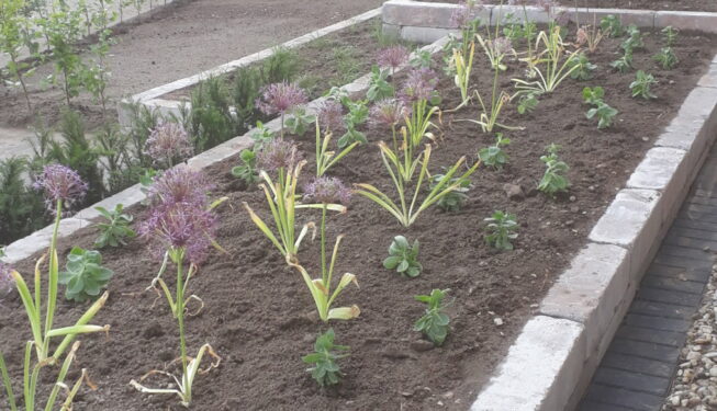 Beplanting borders Drachten