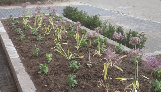 Beplanting borders Drachten